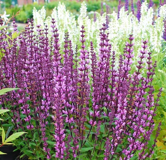 шалфей нью дим роуз