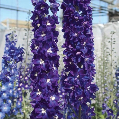 Дельфиниум Мэджик Фонтан Дарк Блю_2