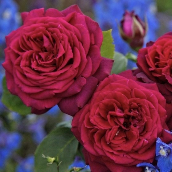 Роза чайно-гибридная Графиня Диана