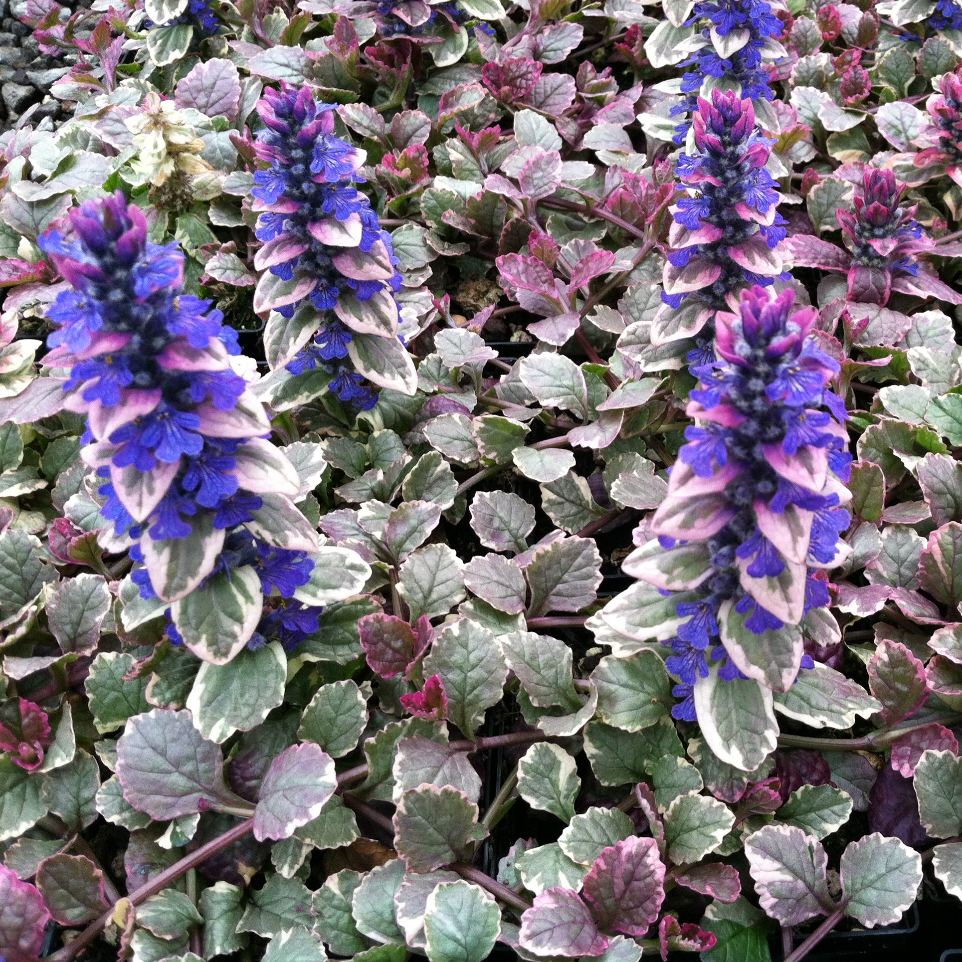 Ajuga-reptans-Burgundy-Glow-1