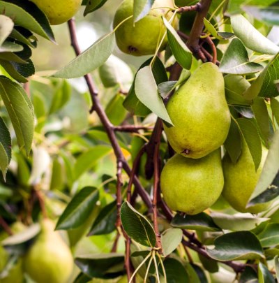 Груша Февральский сувенир (зимн.с.)