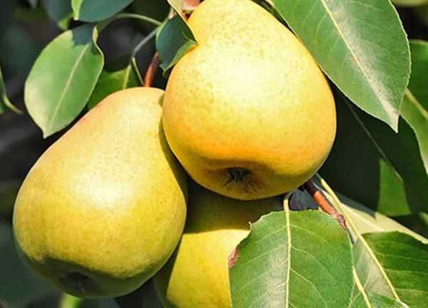 grusha-shatlyk-opisanie-sorta_1