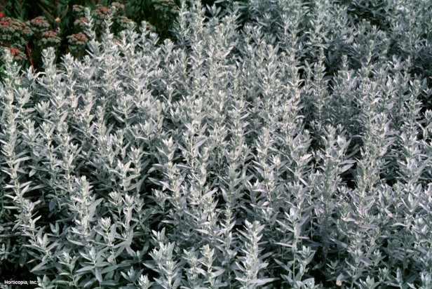 Artemisia ludoviciana 'Silver Queen'5