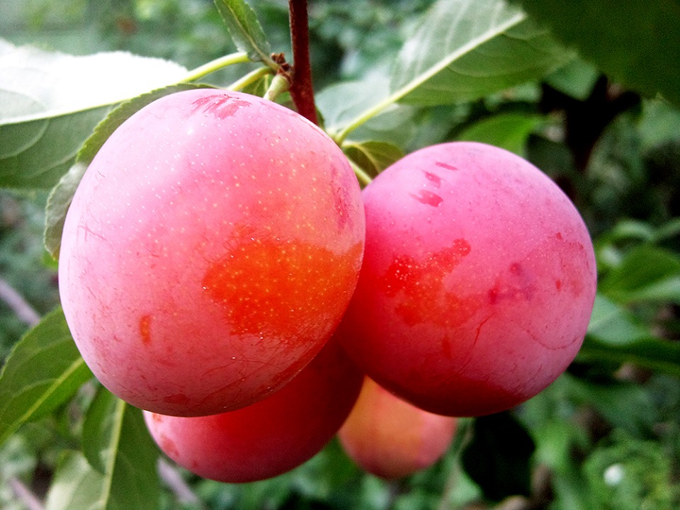 Алыча Кубанская комета_1