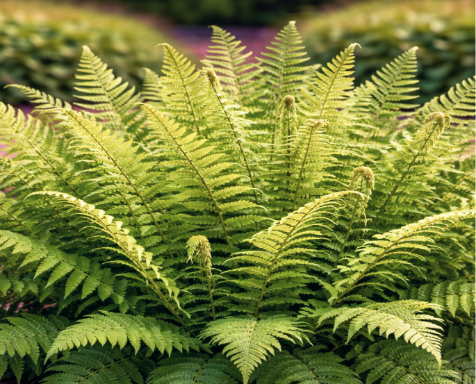 Папоротники