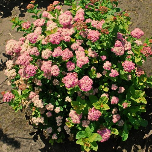 Спирея берёзолистная Пинк Спаклер