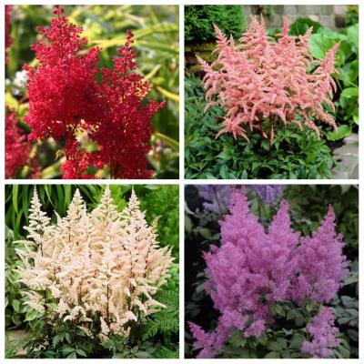 Астильба Арендса в ассортименте микс