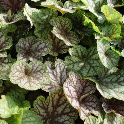 Гейхера гибридная Бьюти Колор (буро зелен.)