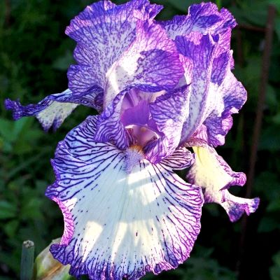 Ирис германский (бородатый) Отумн Сиркус_1