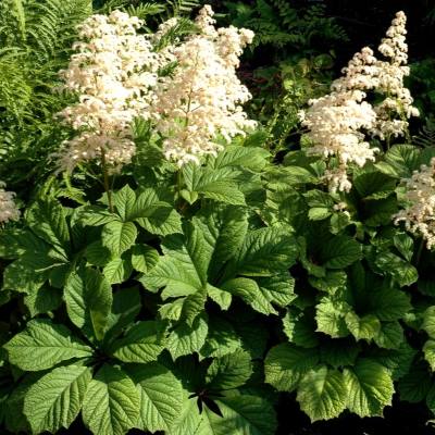 Роджерсия конскокаштанолистиая_2