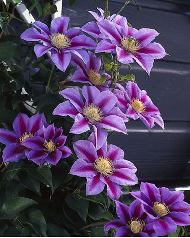 барбара джекмана