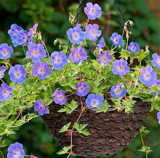 Герань гибридная Розанна