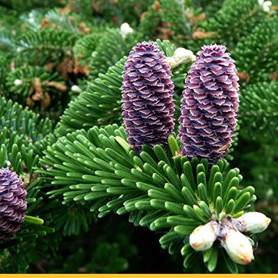 Пихта корейская