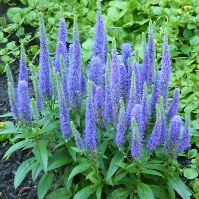 Вероника колосистая Инспайр Блю (темн.-голуб.)