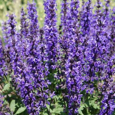 Шалфей пышный Мерло Блю Компакт (фиол.-син.)