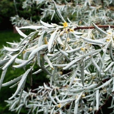 лох серебристый