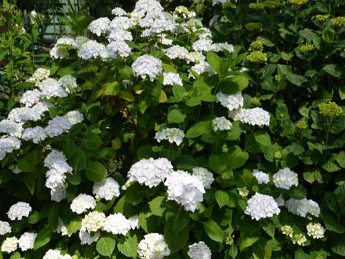 Гортензия крупноцветковая Эндлесс Саммер Зе Брайд