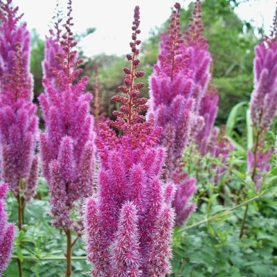 Астильба китайская Пумила (лилово-сирен.)