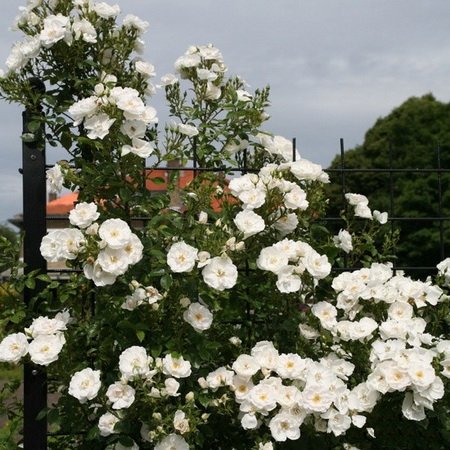 Роза плетистая Хелла 4