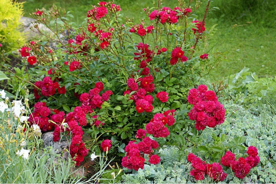 Роза почвопокровная Фейри Данс_3