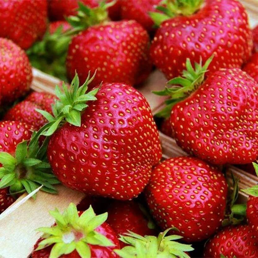 клубника тенира