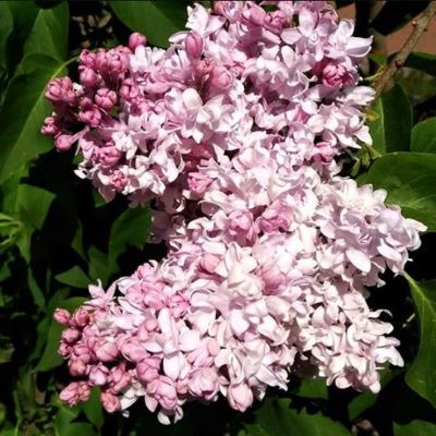 милосердие