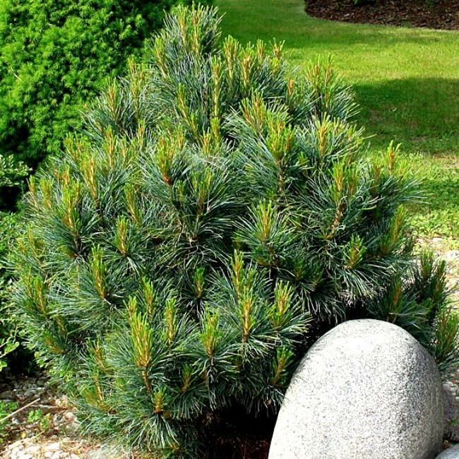 Сосна кедровая Глаука _1