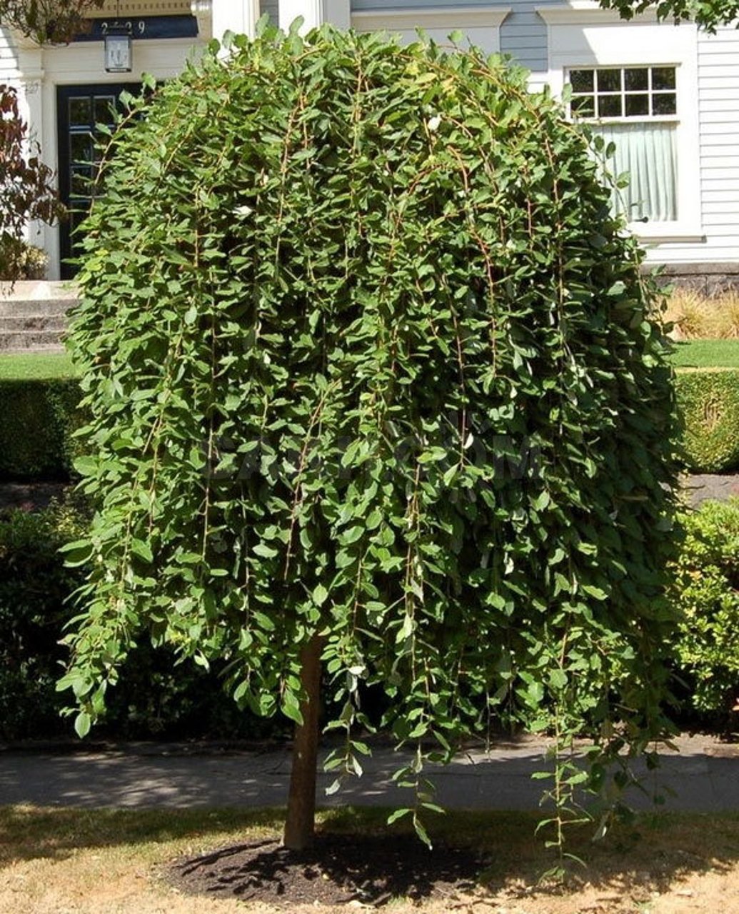 НоменклатураПрисоединенныеФайлы