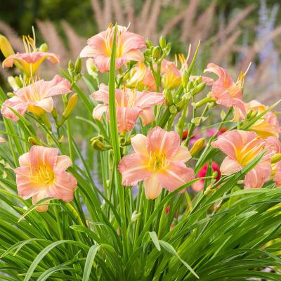 эври дейлили