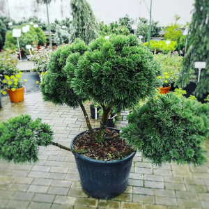 Сосна-горная-Мопс-BONSAI-FORM