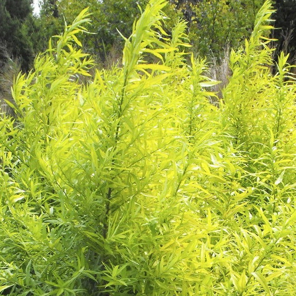 Ива  сахалинская Голден Саншайн_3