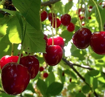 Вишня обыкновенная Любская2