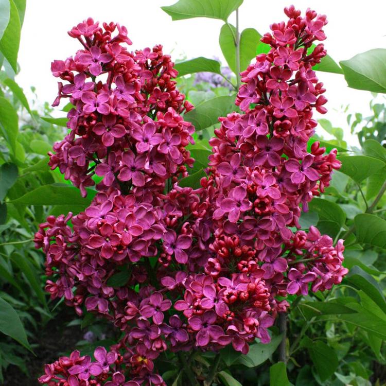 6bd067fcdab9823b358fda30edd12232