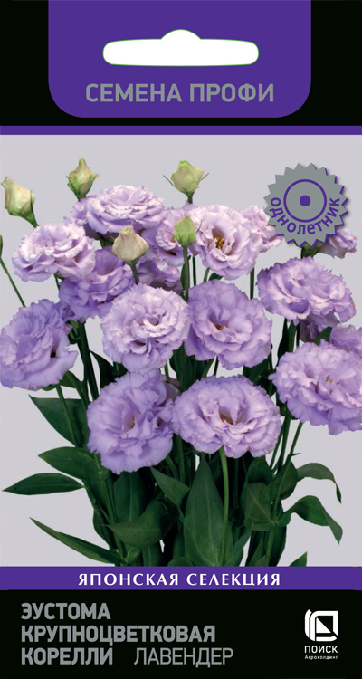 eustoma_krupnocvet_korelly_lavender