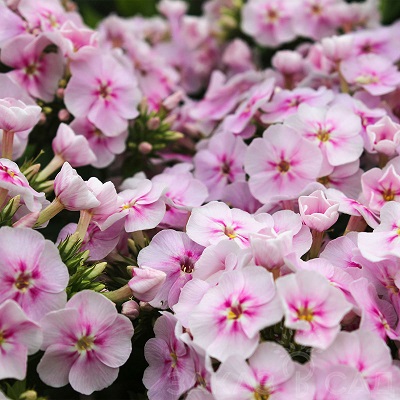 Флокс би колор