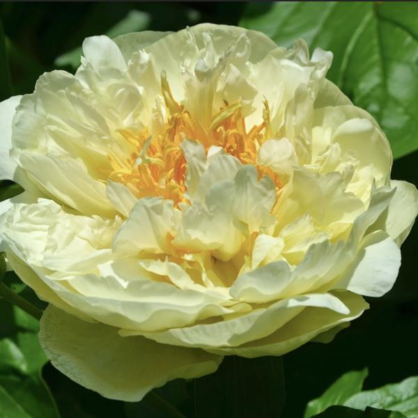 Лемон Шифон