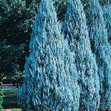 маффат блю1