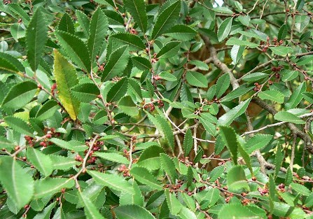 Вяз мелколистный_4