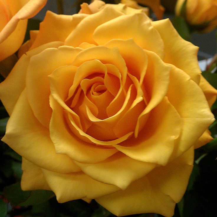 2f961e7fc6fb937be9360325bd9747e2--creme-brulee-mustard-yellow