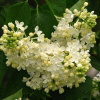 primrose