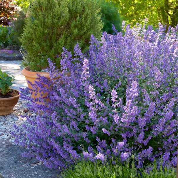 blue-wonder-sazhenczy-kotovnika-600x600-1