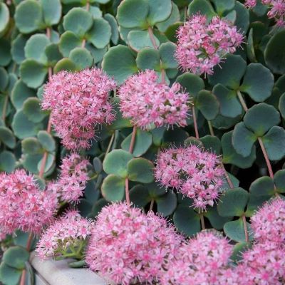 Очиток Зибольда (розов.- сирен.)