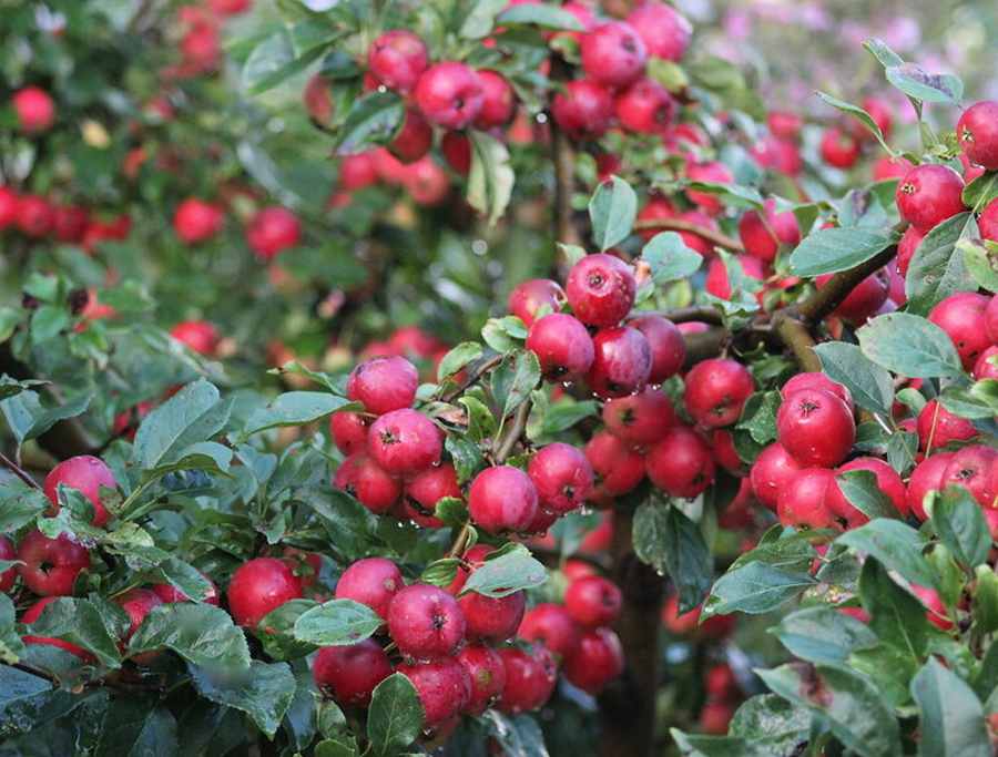 яблоня керр