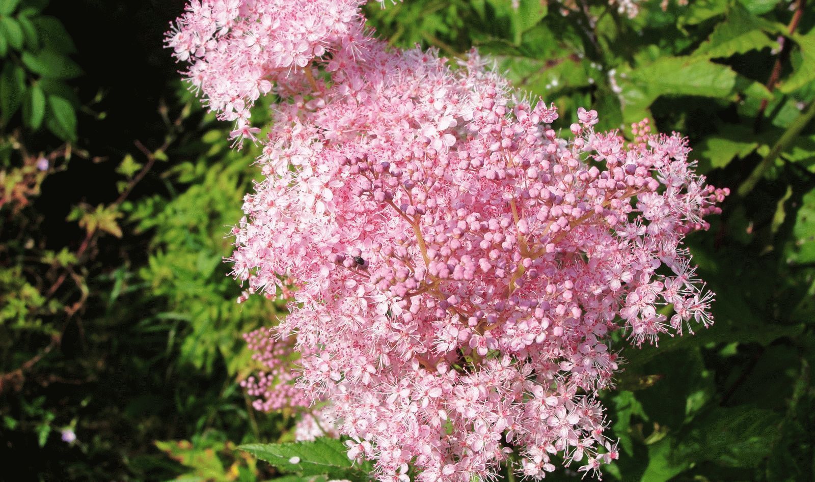 Лабазник дланевидный Нана