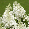 gortenziya_metelchataya_bryussels_leys