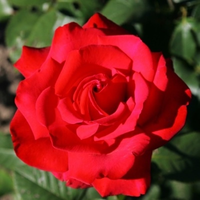 гранд амора