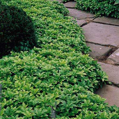 Пахизандра верхушечная Грин Карпет_1