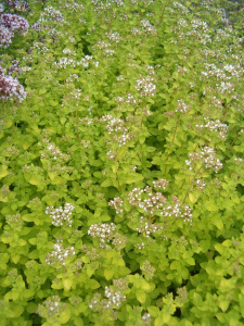 Origanum_vulgare_Aureum_BotGardBln07122011A