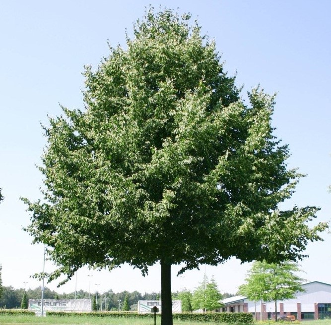 Липа европейская Палида