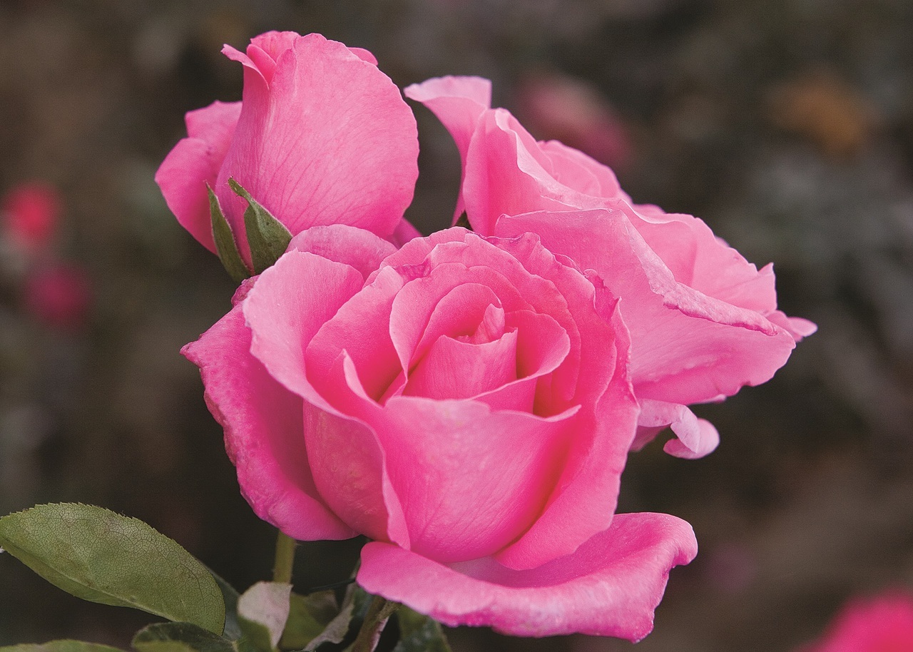 Роза Маккартни2